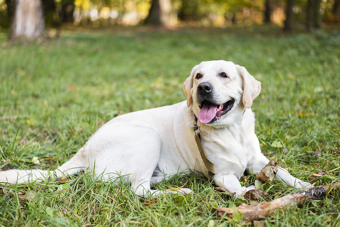 Fourrière canine intercommunale-Bandeau