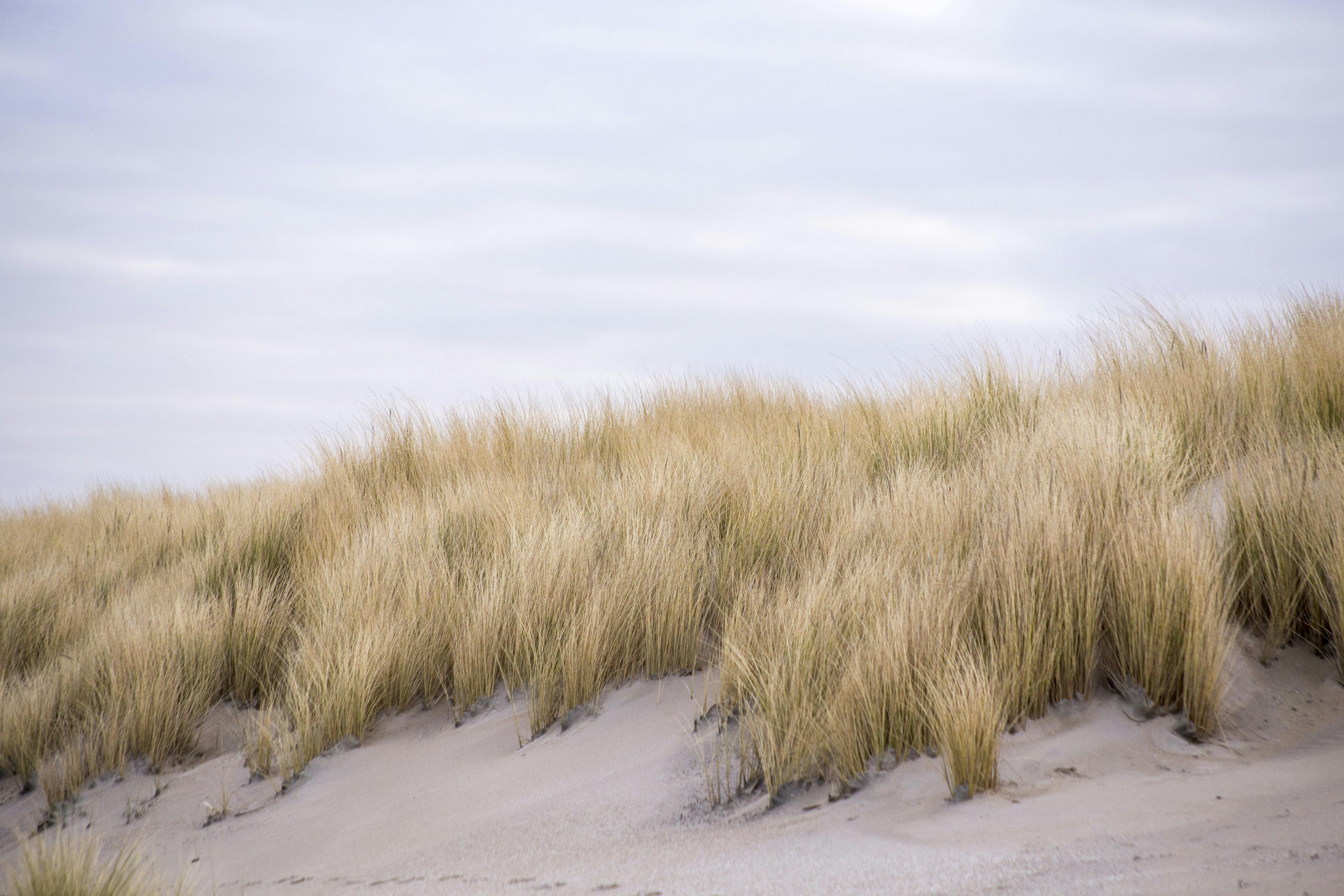 Image défense contre la mer dunes